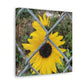 Sunflower Behind A Fence Canvas Gallery Wraps