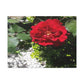 Europeana Red Rose | Wall Art Print | High Bloom Collection | Life By Ortavia