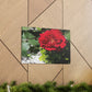 Europeana Red Rose | Wall Art Print | High Bloom Collection | Life By Ortavia