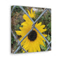 Sunflower Behind A Fence Canvas Gallery Wraps