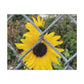 Sunflower Behind A Fence Canvas Gallery Wraps