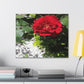 Europeana Red Rose | Wall Art Print | High Bloom Collection | Life By Ortavia