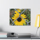 Sunflower Behind A Fence Canvas Gallery Wraps