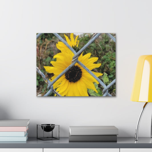 Sunflower Behind A Fence Canvas Gallery Wraps