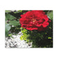 Europeana Red Rose | Wall Art Print | High Bloom Collection | Life By Ortavia