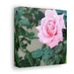 Focus on a Pink Rose | High Bloom Collection | Wall Art Print | Life By Ortavia