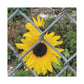 Sunflower Behind A Fence Canvas Gallery Wraps