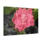 Pink Flower On A Vine | Wall Canvas | Bloom Collection