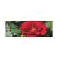 Europeana Red Rose | Wall Art Print | High Bloom Collection | Life By Ortavia