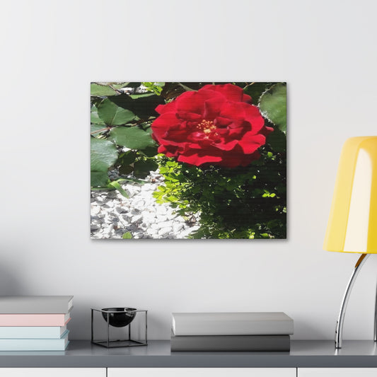 Europeana Red Rose | Wall Art Print | High Bloom Collection | Life By Ortavia