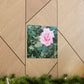 Focus on a Pink Rose | High Bloom Collection | Wall Art Print | Life By Ortavia