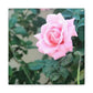 Focus on a Pink Rose | High Bloom Collection | Wall Art Print | Life By Ortavia
