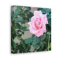 Focus on a Pink Rose | High Bloom Collection | Wall Art Print | Life By Ortavia
