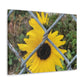 Sunflower Behind A Fence Canvas Gallery Wraps