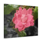 Pink Flower On A Vine | Wall Canvas | Bloom Collection