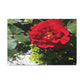 Europeana Red Rose | Wall Art Print | High Bloom Collection | Life By Ortavia