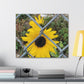 Sunflower Behind A Fence Canvas Gallery Wraps