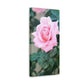 Focus on a Pink Rose | High Bloom Collection | Wall Art Print | Life By Ortavia
