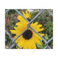 Sunflower Behind A Fence Canvas Gallery Wraps