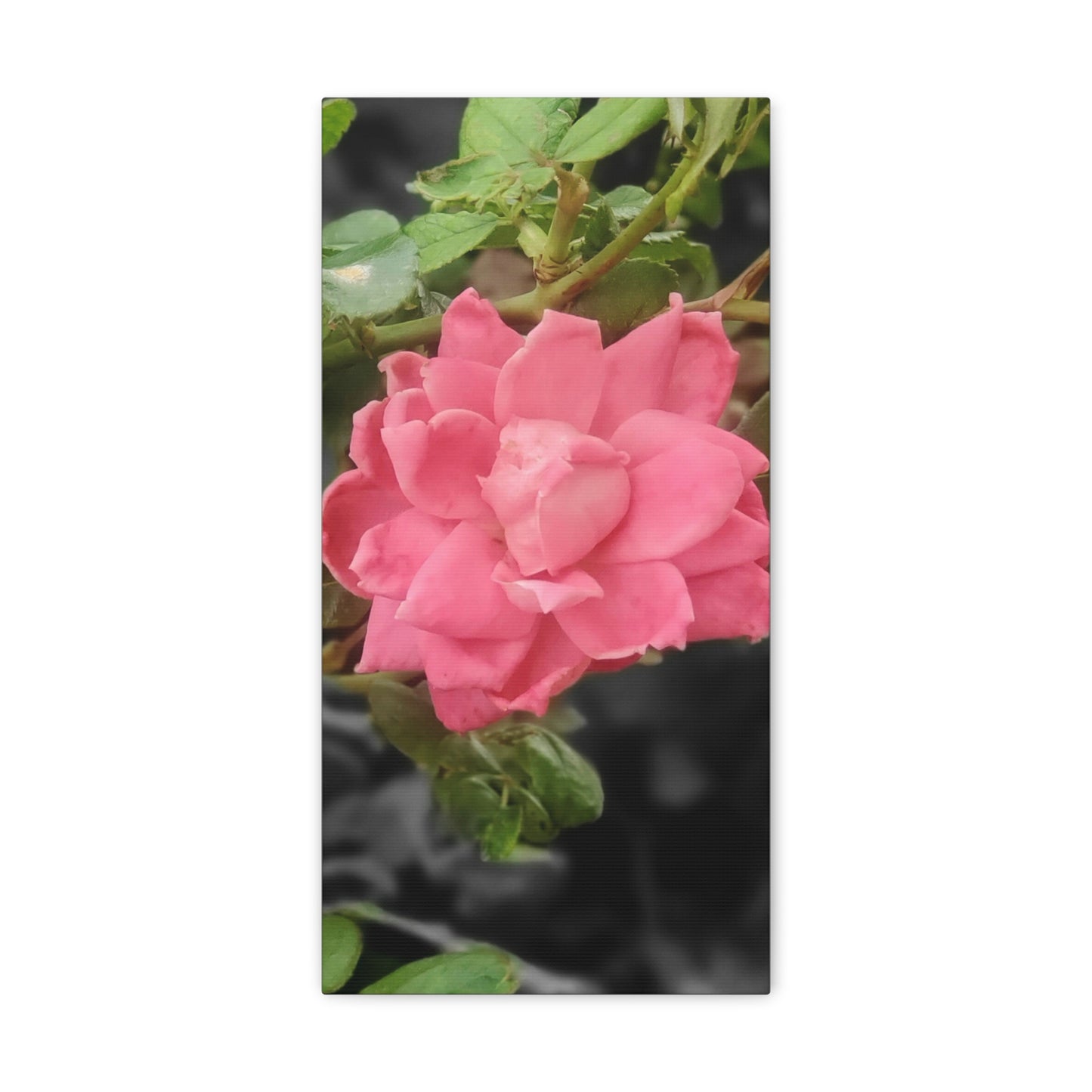 Pink Flower On A Vine | Wall Canvas | Bloom Collection