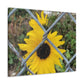 Sunflower Behind A Fence Canvas Gallery Wraps