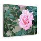 Focus on a Pink Rose | High Bloom Collection | Wall Art Print | Life By Ortavia