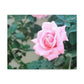 Focus on a Pink Rose | High Bloom Collection | Wall Art Print | Life By Ortavia