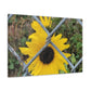 Sunflower Behind A Fence Canvas Gallery Wraps