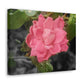 Pink Flower On A Vine | Wall Canvas | Bloom Collection