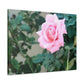 Focus on a Pink Rose | High Bloom Collection | Wall Art Print | Life By Ortavia