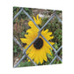 Sunflower Behind A Fence Canvas Gallery Wraps