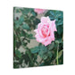 Focus on a Pink Rose | High Bloom Collection | Wall Art Print | Life By Ortavia