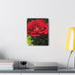 Europeana Red Rose | Wall Art Print | High Bloom Collection | Life By Ortavia
