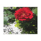Europeana Red Rose | Wall Art Print | High Bloom Collection | Life By Ortavia