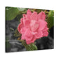 Pink Flower On A Vine | Wall Canvas | Bloom Collection