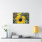 Sunflower Behind A Fence Canvas Gallery Wraps