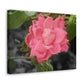 Pink Flower On A Vine | Wall Canvas | Bloom Collection