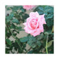 Focus on a Pink Rose | High Bloom Collection | Wall Art Print | Life By Ortavia