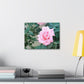 Focus on a Pink Rose | High Bloom Collection | Wall Art Print | Life By Ortavia