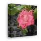 Pink Flower On A Vine | Wall Canvas | Bloom Collection