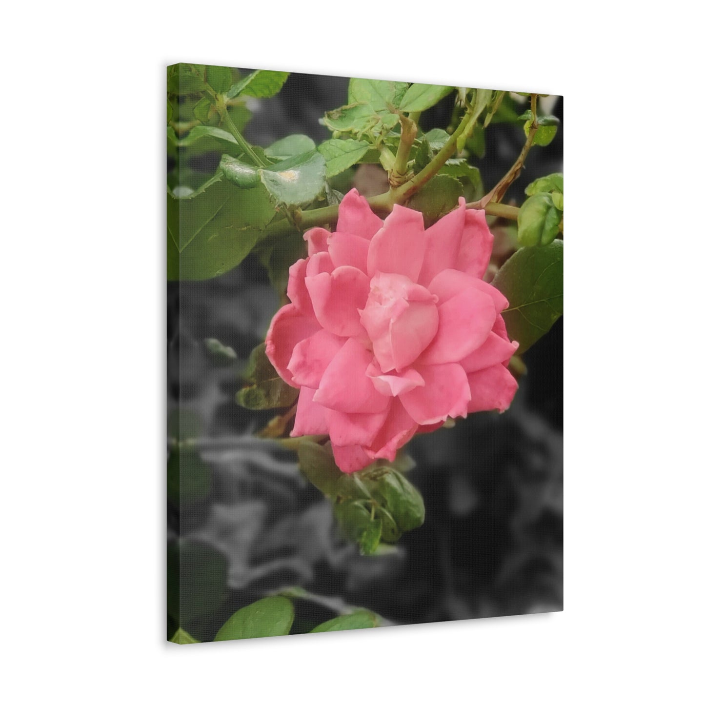 Pink Flower On A Vine | Wall Canvas | Bloom Collection