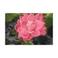 Pink Flower On A Vine | Wall Canvas | Bloom Collection