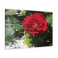 Europeana Red Rose | Wall Art Print | High Bloom Collection | Life By Ortavia
