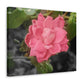 Pink Flower On A Vine | Wall Canvas | Bloom Collection