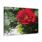 Europeana Red Rose | Wall Art Print | High Bloom Collection | Life By Ortavia
