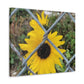 Sunflower Behind A Fence Canvas Gallery Wraps