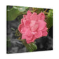 Pink Flower On A Vine | Wall Canvas | Bloom Collection
