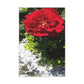 Europeana Red Rose | Wall Art Print | High Bloom Collection | Life By Ortavia