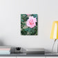 Focus on a Pink Rose | High Bloom Collection | Wall Art Print | Life By Ortavia