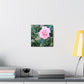 Focus on a Pink Rose | High Bloom Collection | Wall Art Print | Life By Ortavia